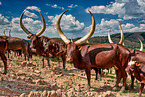Ankole Longhorns