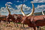 Ankole Longhorns