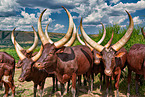Ankole Longhorns