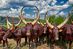 Ankole Longhorns