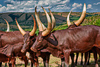 Ankole Longhorns