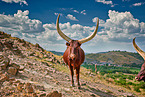 Ankole Longhorns