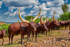 Ankole Longhorns