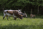 Ankole Longhorns