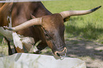 Ankole Longhorn