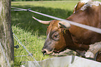 Ankole Longhorn