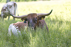 Ankole Longhorns