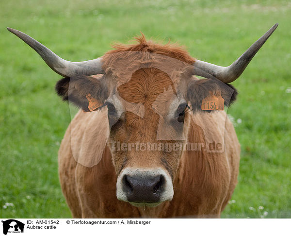 Aubrac-Rind / Aubrac cattle / AM-01542