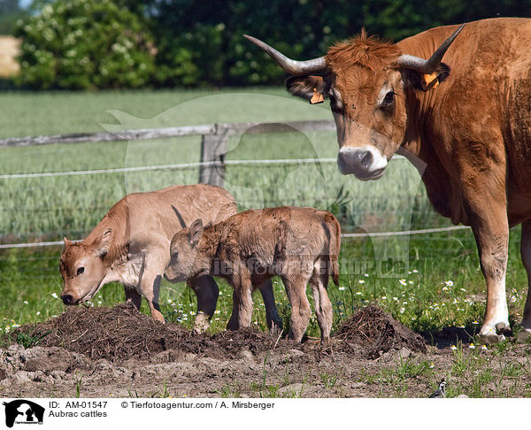 Aubrac-Rinder / Aubrac cattles / AM-01547