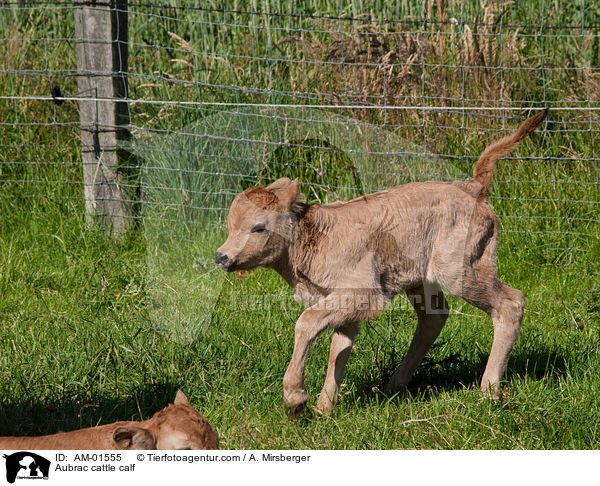 Aubrac cattle calf / AM-01555