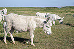 Austria-Hungarian white donkeys