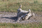 Austria-Hungarian white donkey