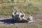 Austria-Hungarian white donkey