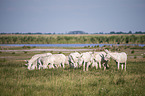Austria-Hungarian white donkeys