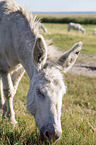 Austria-Hungarian white donkey