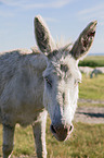 Austria-Hungarian white donkey