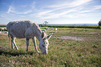 Austria-Hungarian white donkeys