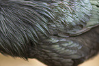 Ayam Cemani