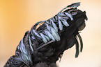 Ayam Cemani