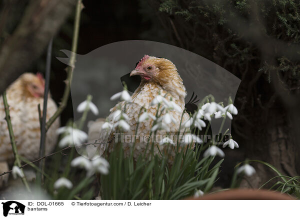 Zwerghhner / bantams / DOL-01665