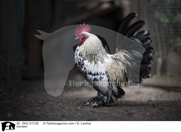 Zwerghuhn / bantam / DOL-01728