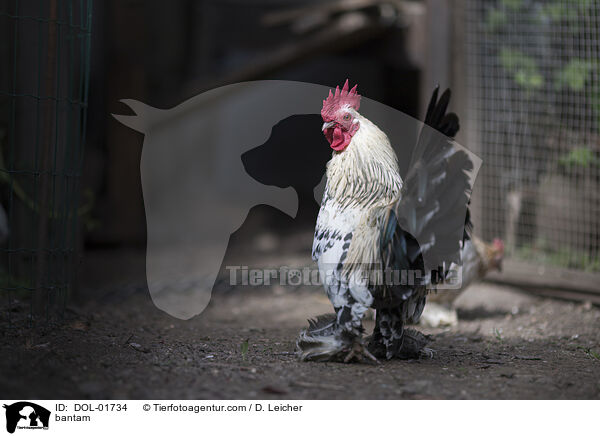 Zwerghuhn / bantam / DOL-01734