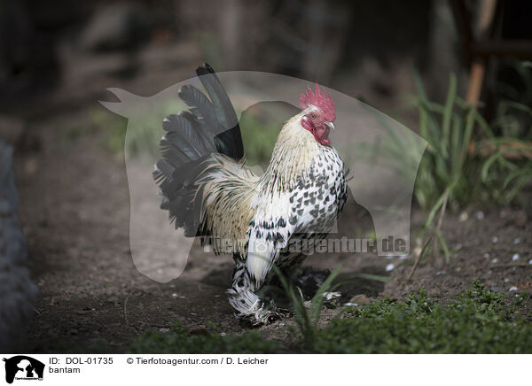 Zwerghuhn / bantam / DOL-01735