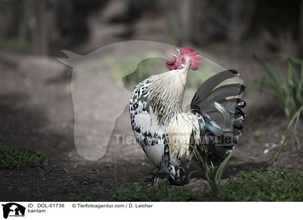 Zwerghuhn / bantam / DOL-01736