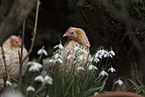 bantams