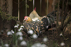 bantams