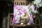 bantam