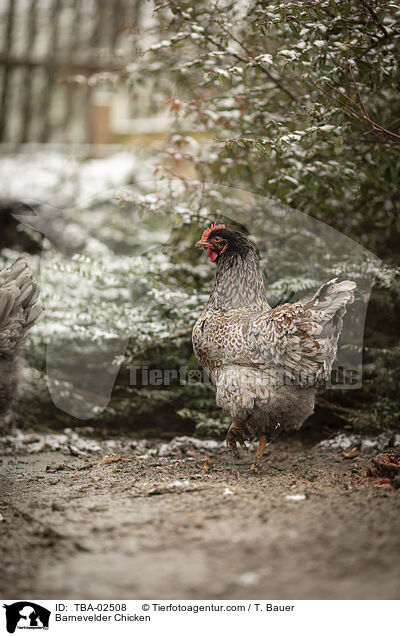 Barnevelder / Barnevelder Chicken / TBA-02508
