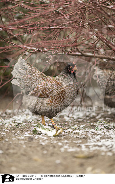 Barnevelder Chicken / TBA-02513