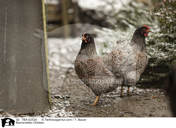 Barnevelder / Barnevelder Chicken / TBA-02520