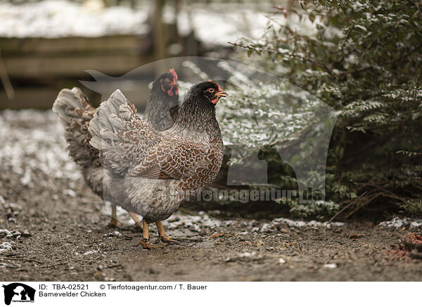 Barnevelder / Barnevelder Chicken / TBA-02521