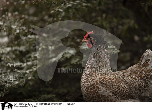 Barnevelder / Barnevelder Chicken / TBA-02530