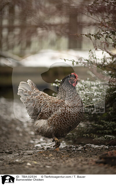 Barnevelder / Barnevelder Chicken / TBA-02534