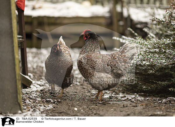 Barnevelder / Barnevelder Chicken / TBA-02539