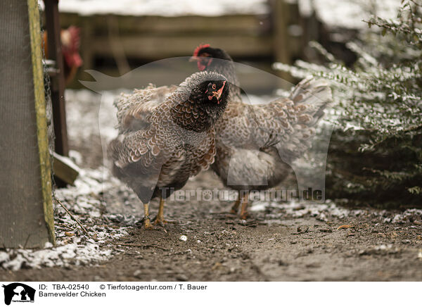 Barnevelder / Barnevelder Chicken / TBA-02540