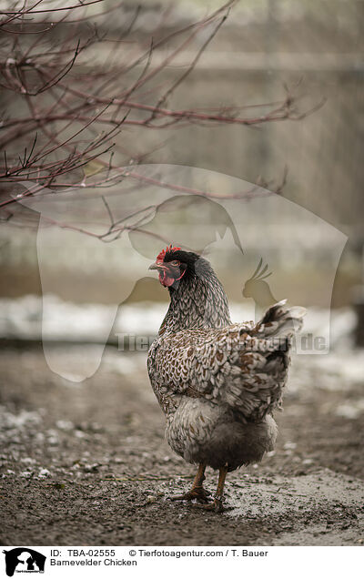 Barnevelder / Barnevelder Chicken / TBA-02555