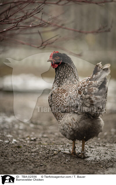 Barnevelder / Barnevelder Chicken / TBA-02556