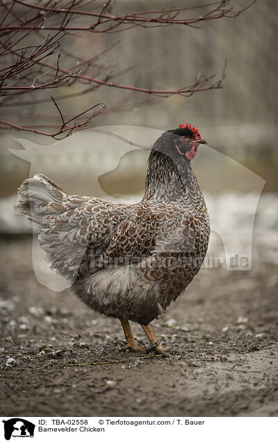 Barnevelder / Barnevelder Chicken / TBA-02558