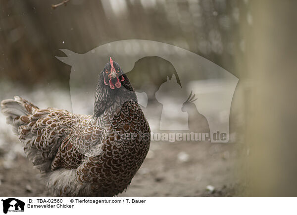 Barnevelder / Barnevelder Chicken / TBA-02560