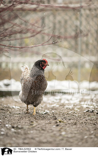 Barnevelder / Barnevelder Chicken / TBA-02562