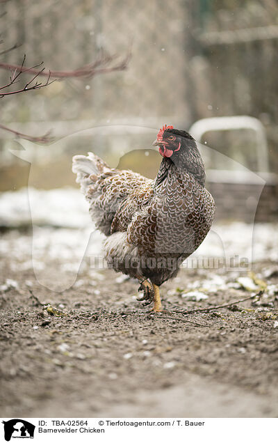 Barnevelder / Barnevelder Chicken / TBA-02564