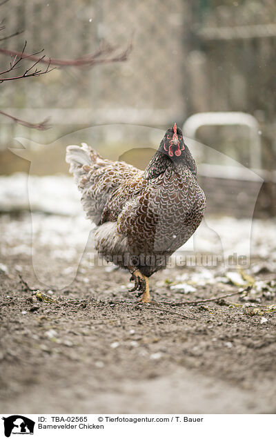 Barnevelder / Barnevelder Chicken / TBA-02565