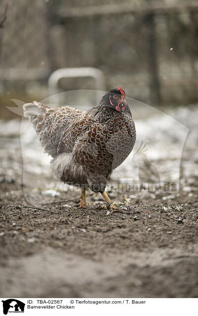Barnevelder / Barnevelder Chicken / TBA-02567