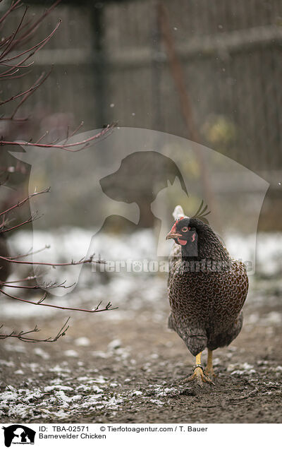 Barnevelder / Barnevelder Chicken / TBA-02571