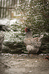 Barnevelder Chicken