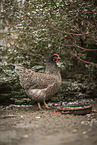 Barnevelder Chicken